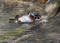 Wood ducks mating