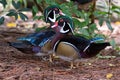 Wood Ducks