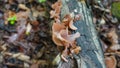 Wood Ear mushrooms growing on a log. Wild edible mushrooms