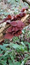 Wood ears or jelly ears edible funghi