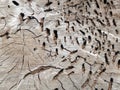 Wood eaten through by a woodworm Royalty Free Stock Photo