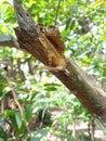 wood eating caterpillar Royalty Free Stock Photo