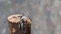 wood-eating longhorned beetle