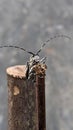 wood-eating longhorned beetle