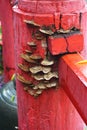Wood eating mushroom conks on red painted fence post in rural Laos