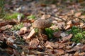Birch mushroom among the fallen-down foliage. Royalty Free Stock Photo