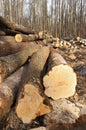 Wood felling Royalty Free Stock Photo