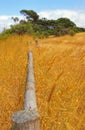 Wood fence in wheat field