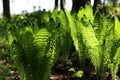 Wood ferns lighten up by the sun