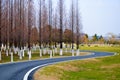 The wood of the fir and curved road Royalty Free Stock Photo