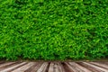 Wood floor with green leaves wall background Royalty Free Stock Photo