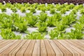 Wood floor on lettuce plantation