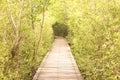 Wood floor walkways with tree tunnel. Royalty Free Stock Photo