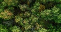 Wood foliage aerial leaves reserve countryside Royalty Free Stock Photo