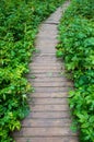 Wood foot path in the summer forest