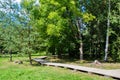 Wood foot path in the summer forest