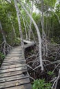 Wood footpath in tropical rain forest in Colombia. Royalty Free Stock Photo