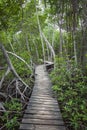 Wood footpath in tropical rain forest in Colombia. Royalty Free Stock Photo
