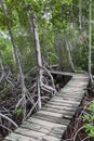 Wood footpath in tropical rain forest in Colombia. Royalty Free Stock Photo