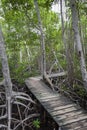 Wood footpath in tropical rain forest in Colombia. Royalty Free Stock Photo