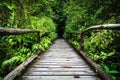 Wood footpath in tropical rain forest in Thailand