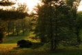 wood forest grass green trees sunlight summer landscape sky Royalty Free Stock Photo