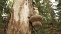 Wood forest guardian standing on a tree mushroom Royalty Free Stock Photo