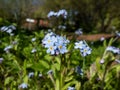 The wood forget-me-not flowers (Myosotis sylvatica) growing and flowering in the forest in sunlight in spring Royalty Free Stock Photo