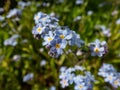 The wood forget-me-not flowers (Myosotis sylvatica) growing and flowering in the forest in sunlight in spring Royalty Free Stock Photo