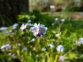 The wood forget-me-not flowers (Myosotis sylvatica) growing and flowering in the forest in sunlight in spring Royalty Free Stock Photo