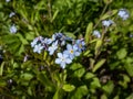 The wood forget-me-not flowers (Myosotis sylvatica) growing and flowering in the forest Royalty Free Stock Photo