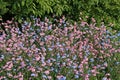 Wood Forget-me-not, Myosotis sylvatica