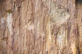 Wood fossil rocks surface with natural detail seamless patterns light brown background Royalty Free Stock Photo