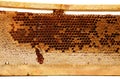 Wood frame with honey comb on white background. Royalty Free Stock Photo