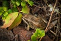 Wood frog with a brown camouflage in fallen leaves among branches Royalty Free Stock Photo