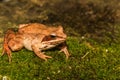 Wood Frog Royalty Free Stock Photo