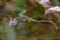 Wood frog floating with legs extended in a pond Royalty Free Stock Photo