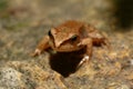 Wood frog - forest frog - natur - Hungary wildlife