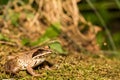 Wood Frog Royalty Free Stock Photo