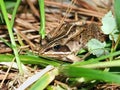Wood Frog (Rana sylvatica) Royalty Free Stock Photo