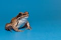 Wood Frog (Rana sylvatica) Royalty Free Stock Photo