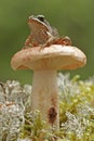 Wood frog (Rana sylvatica) Royalty Free Stock Photo