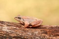 Wood Frog (Rana sylvatica) Royalty Free Stock Photo