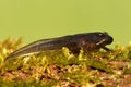 Wood Frog (Rana sylvatica) Pollyfrog Royalty Free Stock Photo