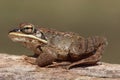 Wood Frog (Rana sylvatica) Royalty Free Stock Photo