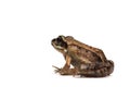 Wood frog (Rana sylvatica) Royalty Free Stock Photo