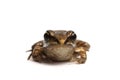 Wood frog (Rana sylvatica)