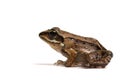 Wood frog (Rana sylvatica)