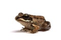 Wood frog (Rana sylvatica) Royalty Free Stock Photo