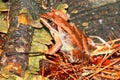 Wood Frog (Rana sylvatica) Wisconsin Royalty Free Stock Photo